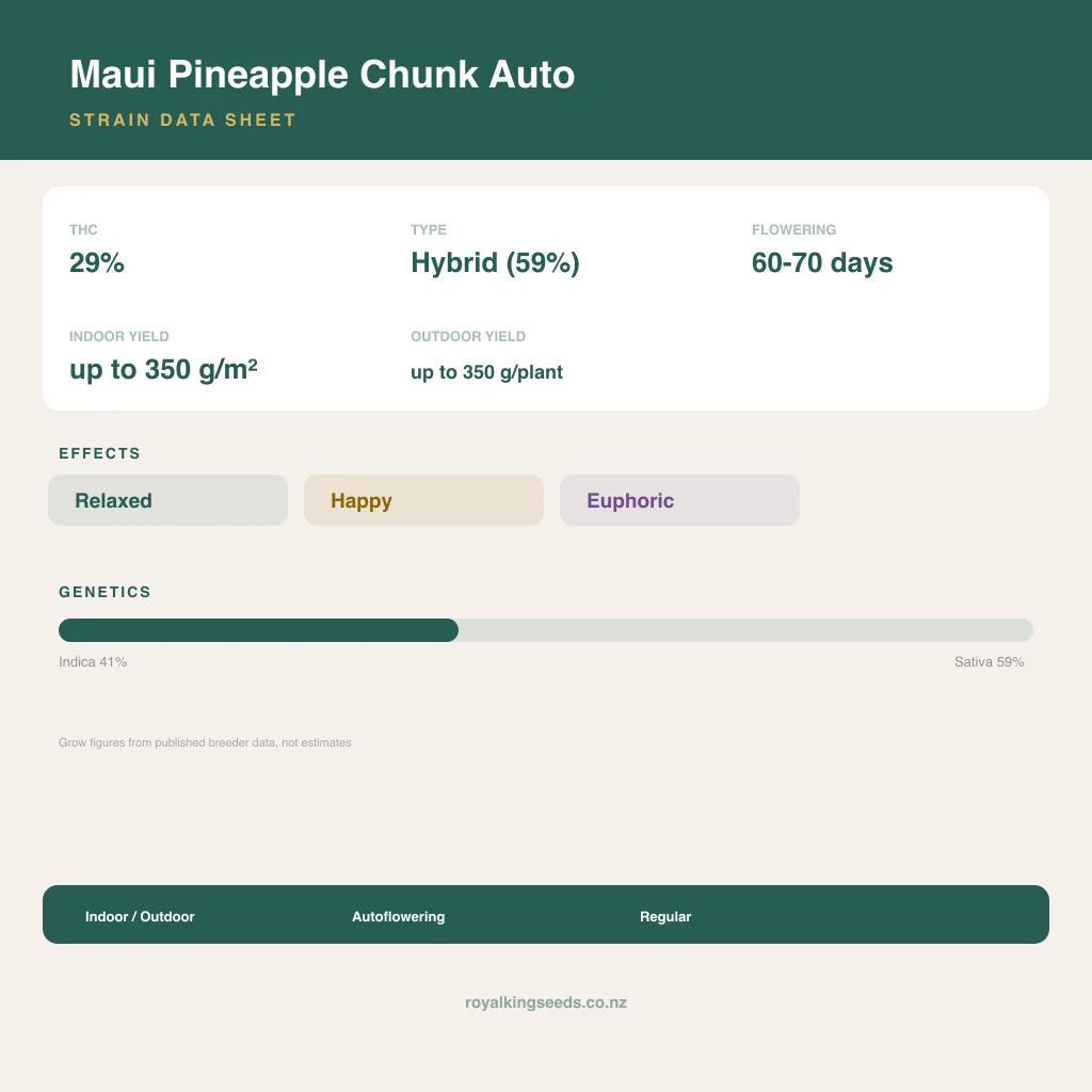 Maui Pineapple Chunk 41% indica / 59% sativa flower with visible trichomes