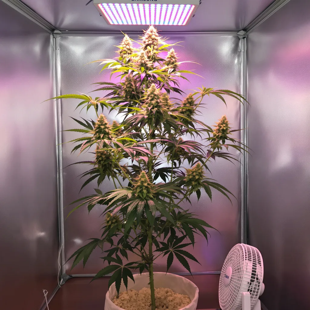 Maui Wowie cannabis plant in flowering stage — 70-120 cm autoflower