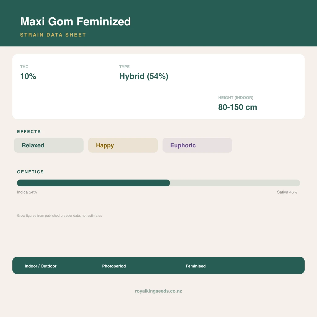 Maxi Gom 54% indica / 46% sativa flower with visible trichomes