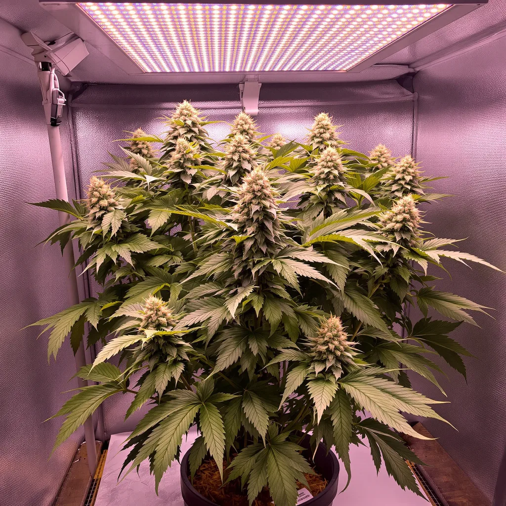 Mazar cannabis plant in flowering stage — 90-130 cm feminised
