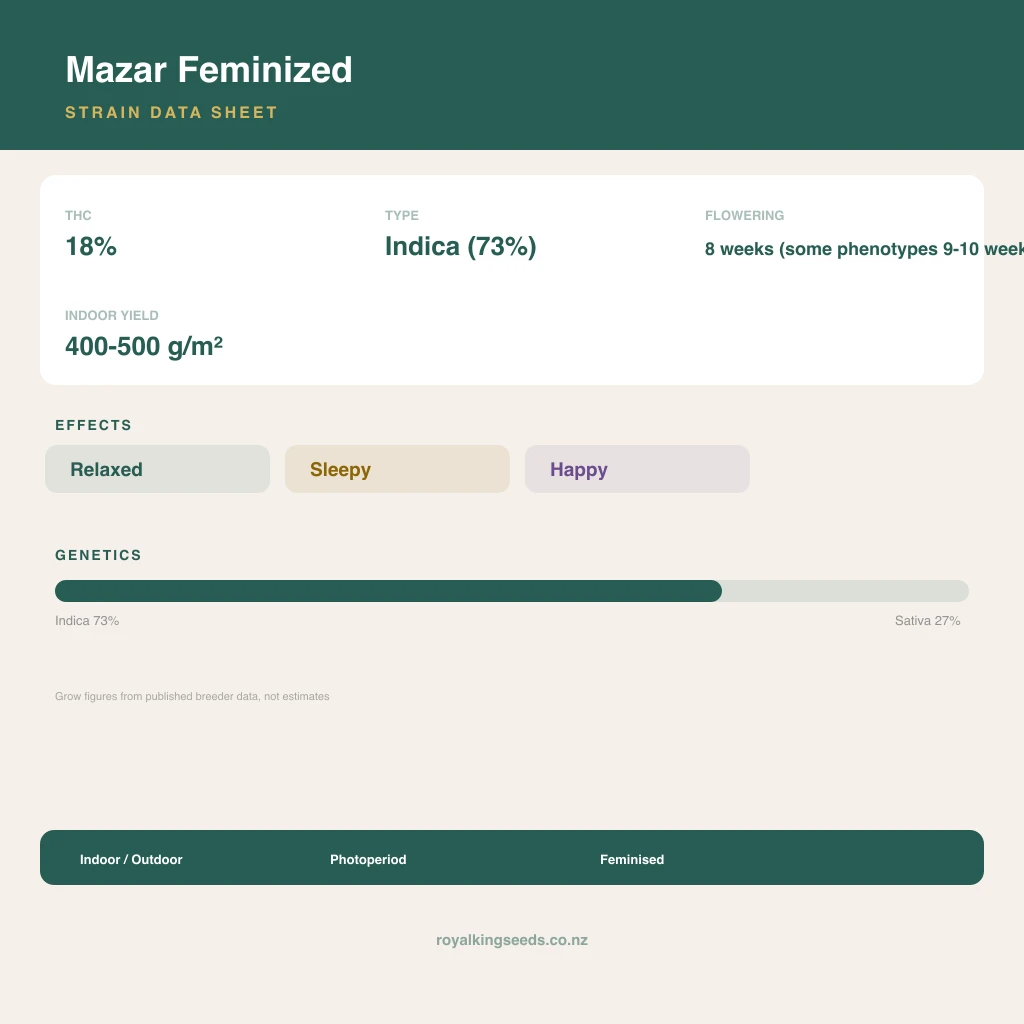 Mazar 73% indica / 27% sativa flower with visible trichomes