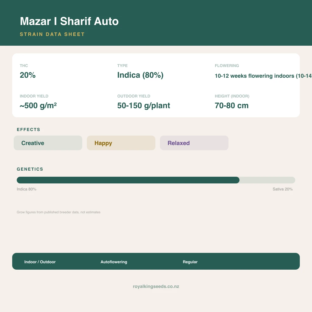 Mazar I Sharif 80% indica / 20% sativa flower with visible trichomes