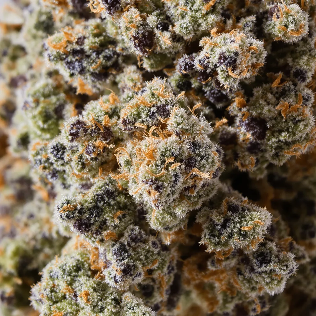 Mazar I Sharif cannabis bud close-up showing dense purple-tinged calyxes