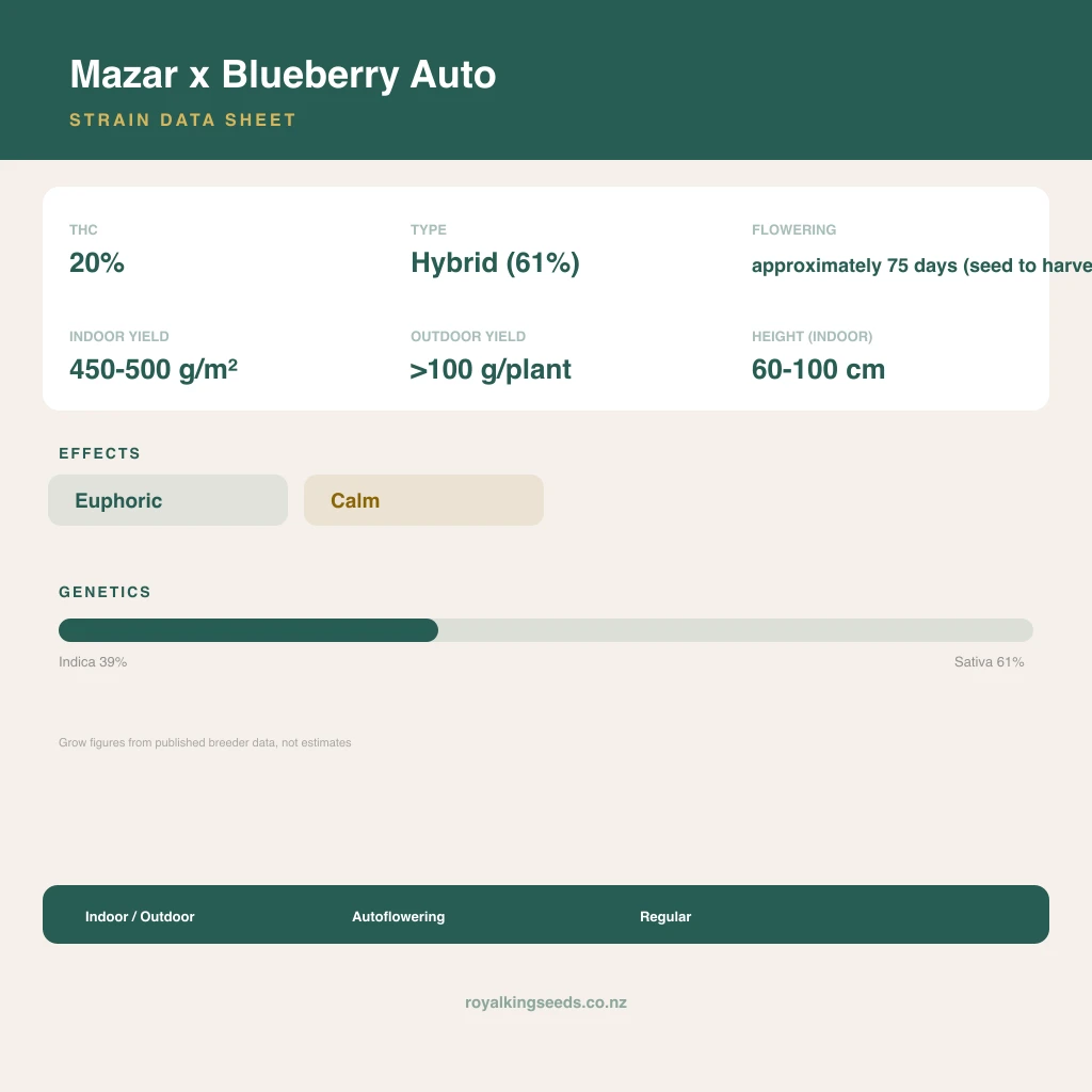 Mazar x Blueberry 39% indica / 61% sativa flower with visible trichomes