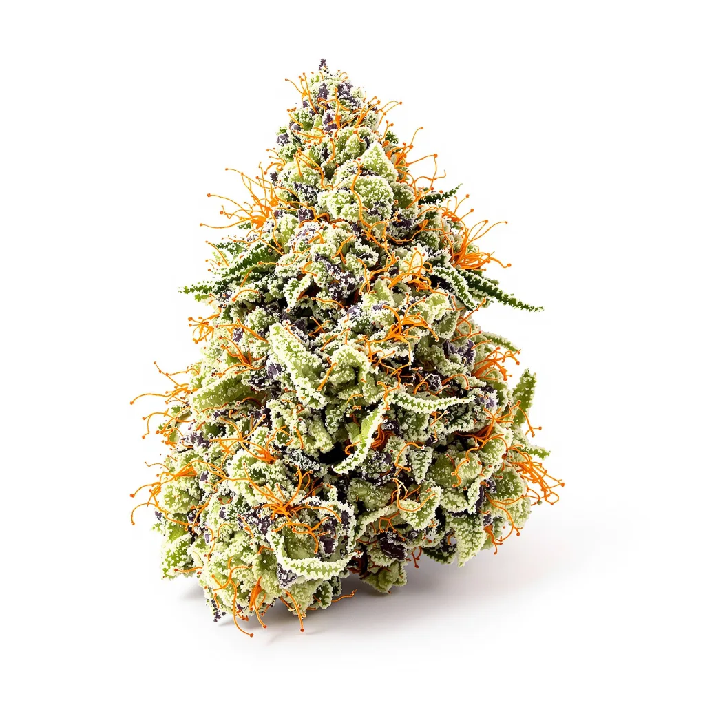 Mazar x Blueberry 39% indica / 61% sativa flower with visible trichomes