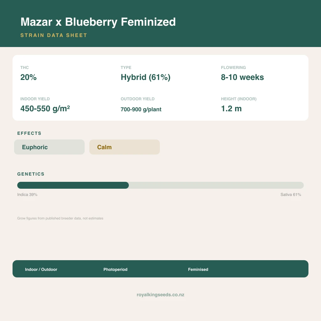 Mazar x Blueberry 39% indica / 61% sativa flower with visible trichomes