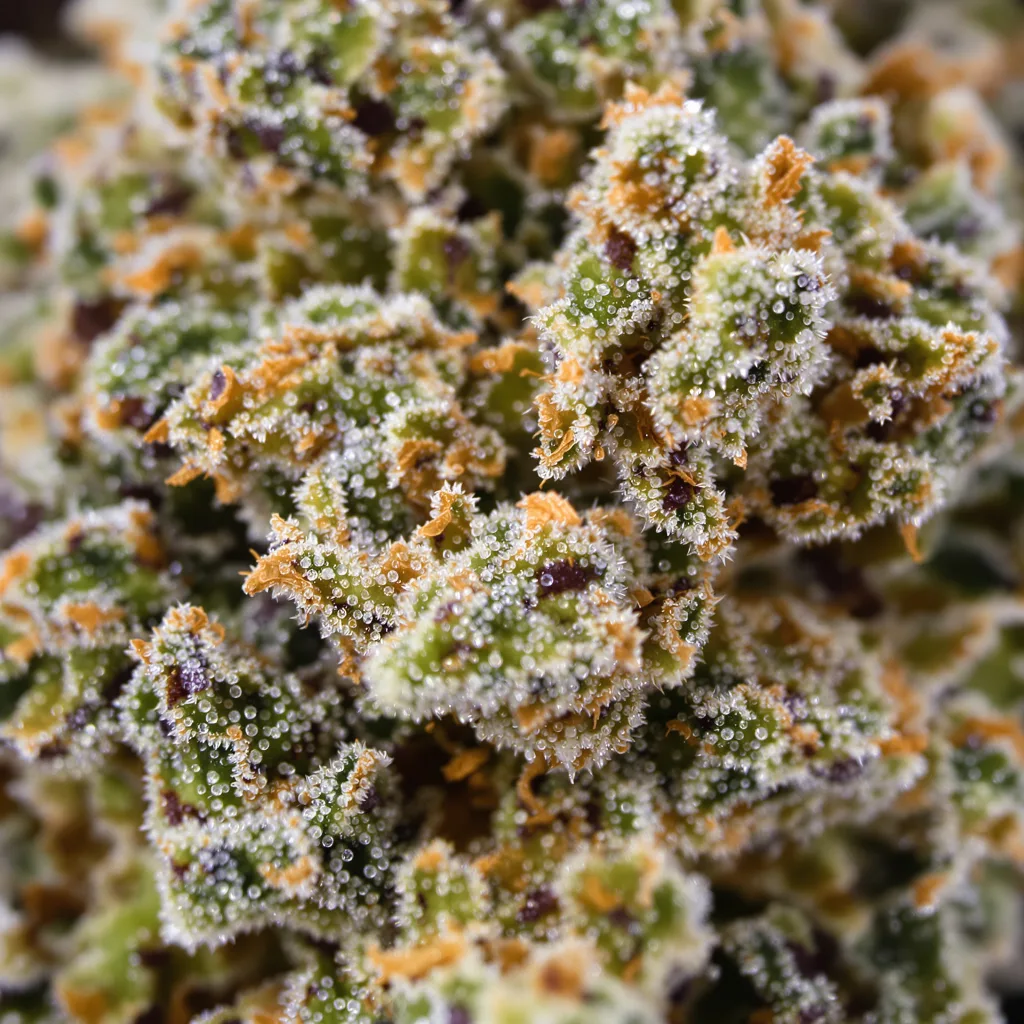 Mazar x Blueberry cannabis bud close-up showing open-bud structure with orange pistils