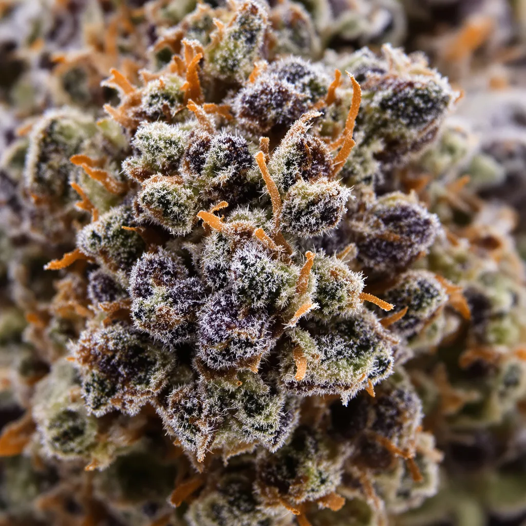 Meat Breath cannabis bud close-up showing dense purple-tinged calyxes