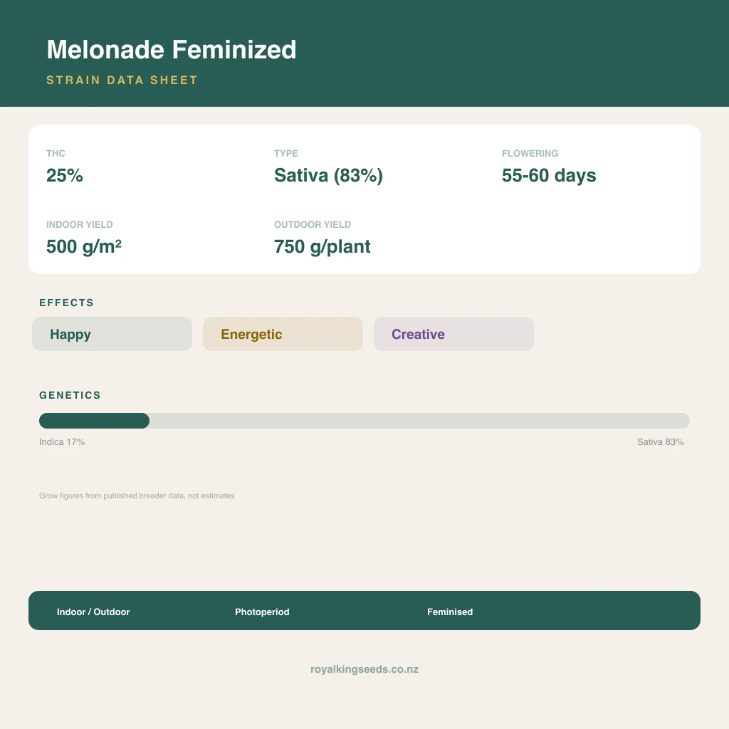 Melonade 17% indica / 83% sativa flower with visible trichomes