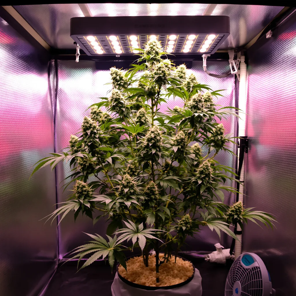 Millennium cannabis plant in flowering stage — 120-180 cm feminised