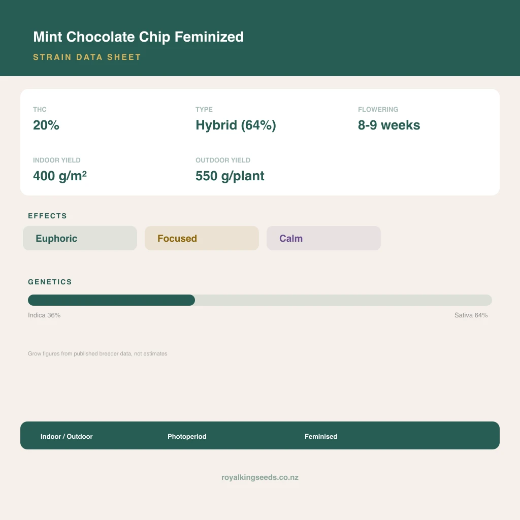 Mint Chocolate Chip 36% indica / 64% sativa flower with visible trichomes