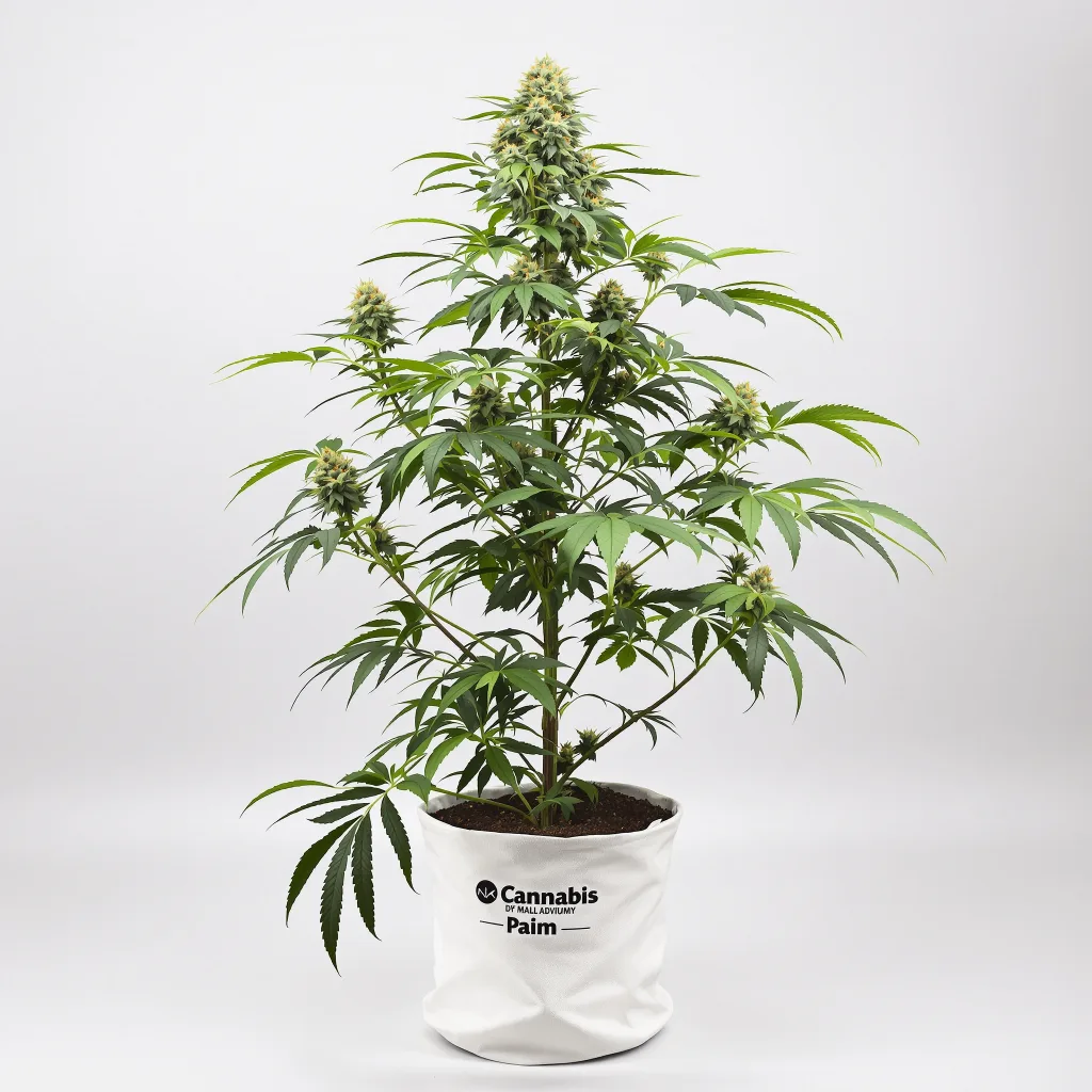 Mint cannabis seeds packaging — Royal King Seeds New Zealand