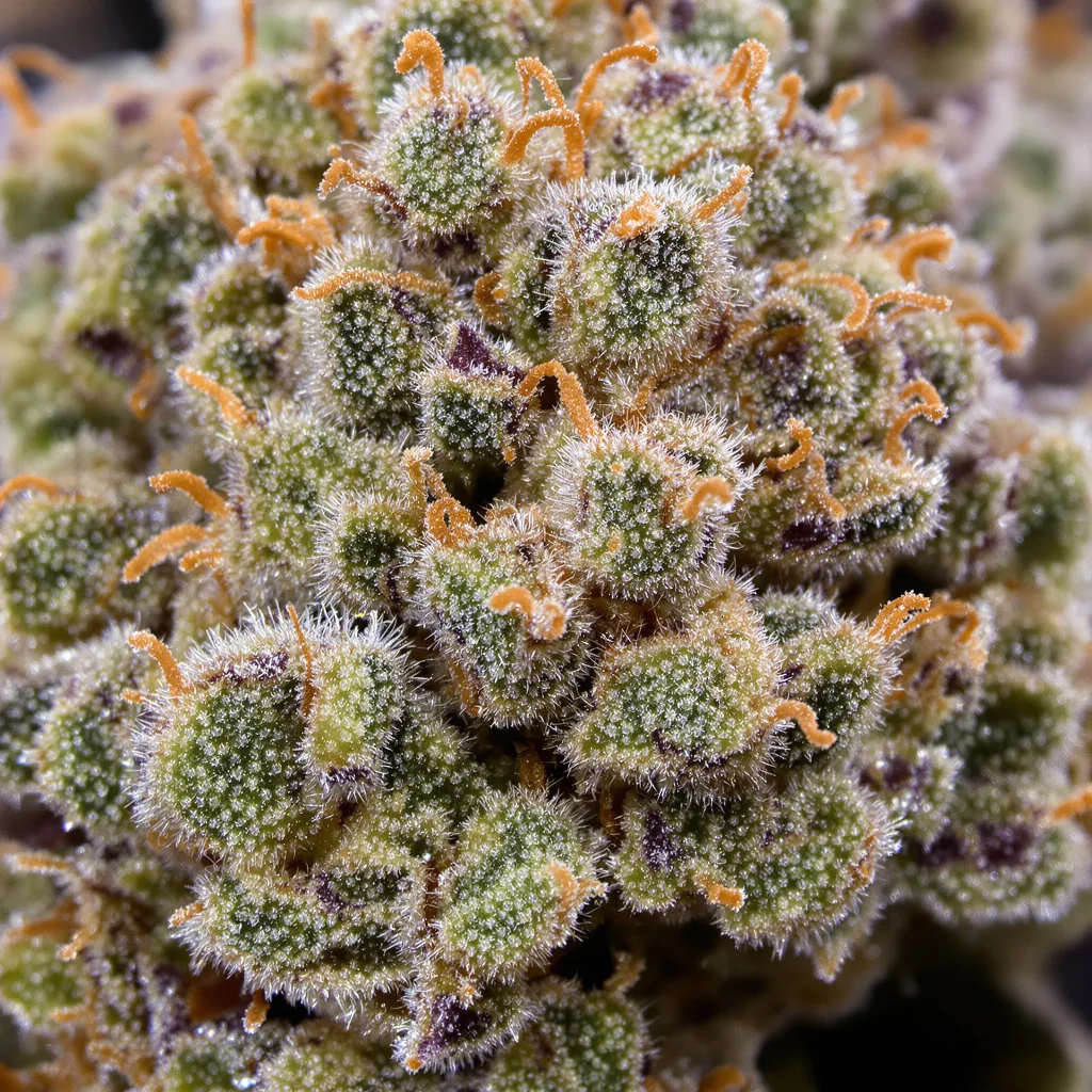 Misty Kush cannabis bud close-up showing balanced bud structure with frosted trichomes
