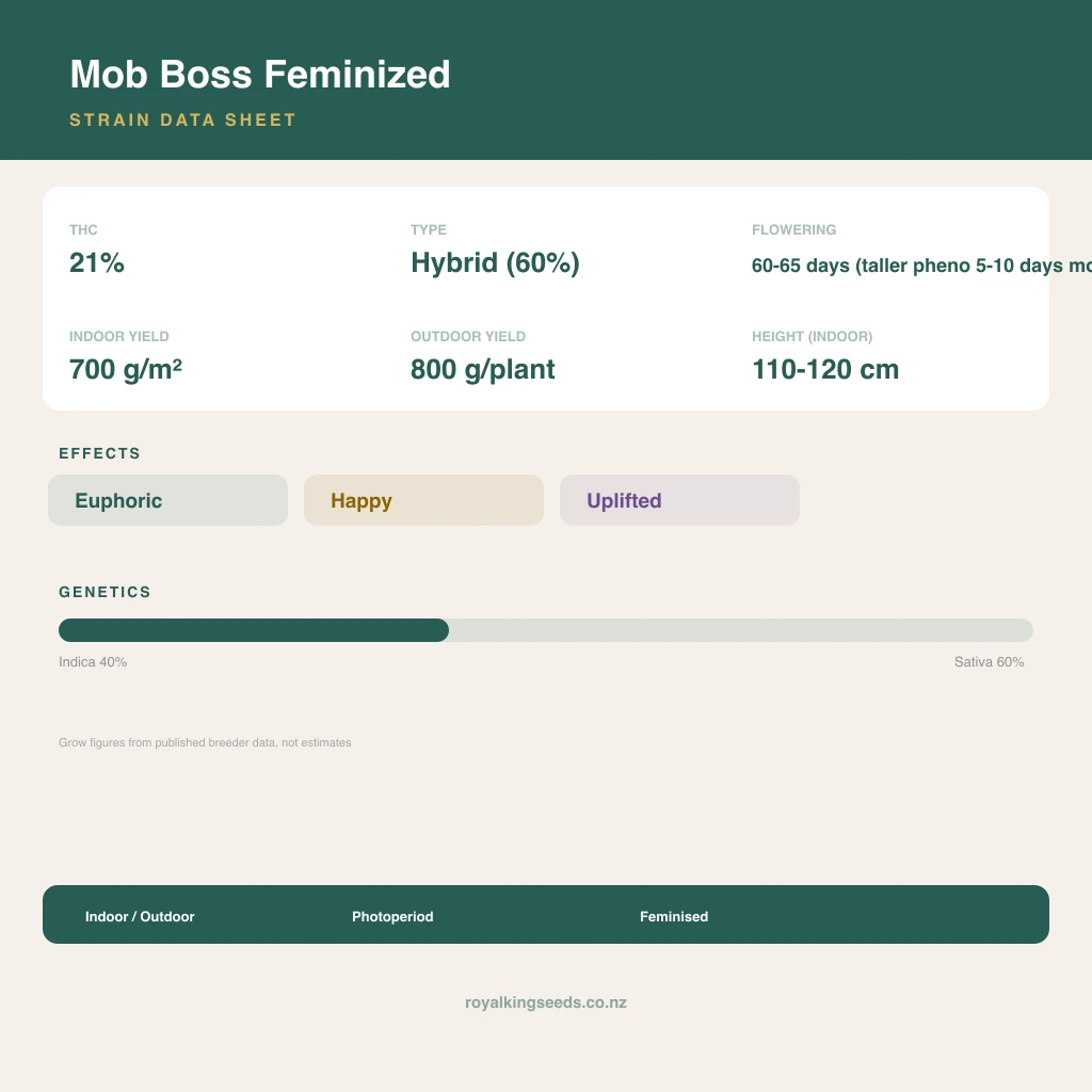 Mob Boss 40% indica / 60% sativa flower with visible trichomes