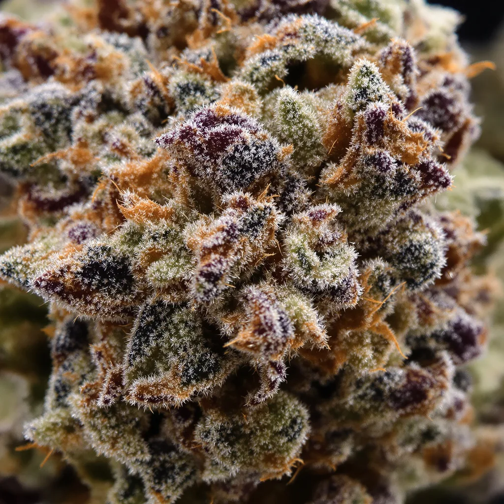 Molokai Frost cannabis bud close-up showing dense purple-tinged calyxes
