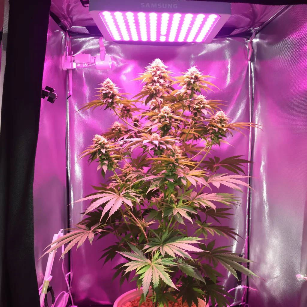 Montana Silvertip cannabis plant in flowering stage — 150-200 cm feminised