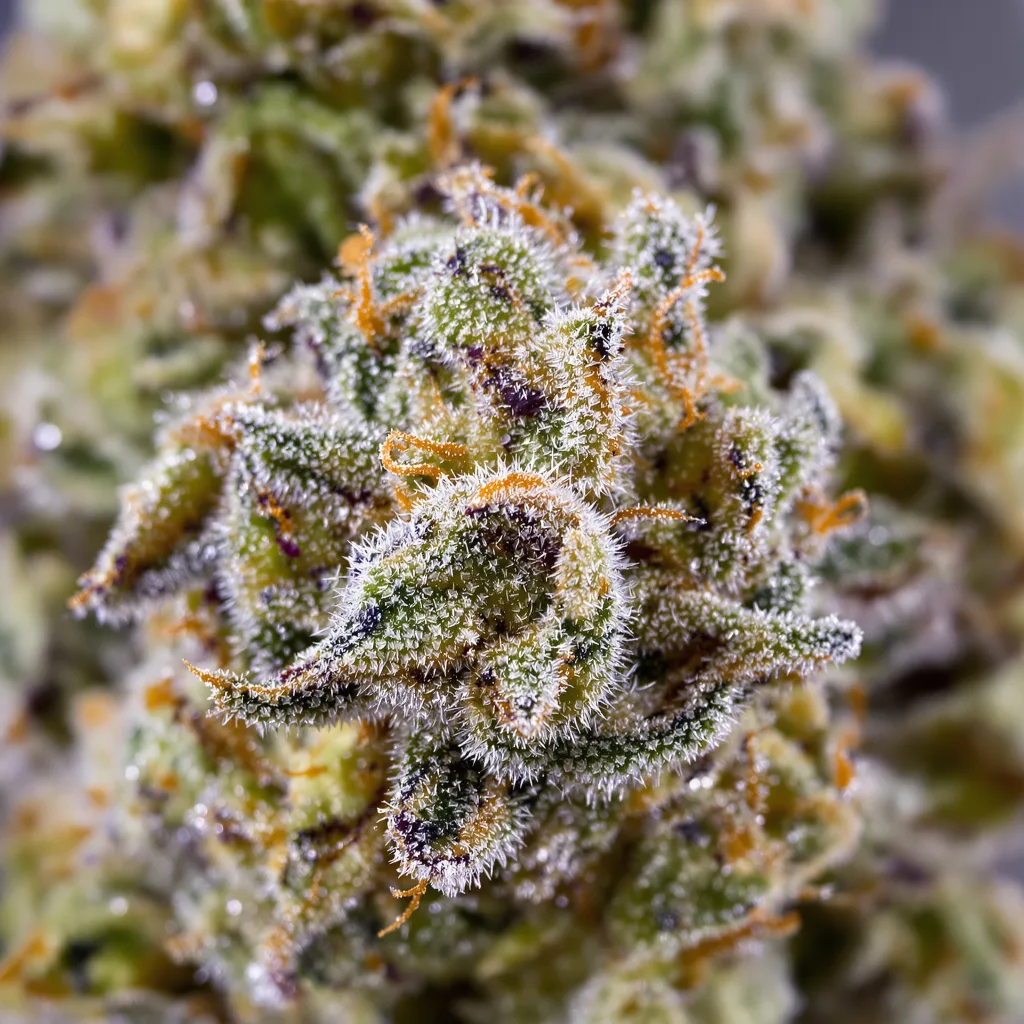 Morning Glory cannabis bud close-up showing balanced bud structure with frosted trichomes