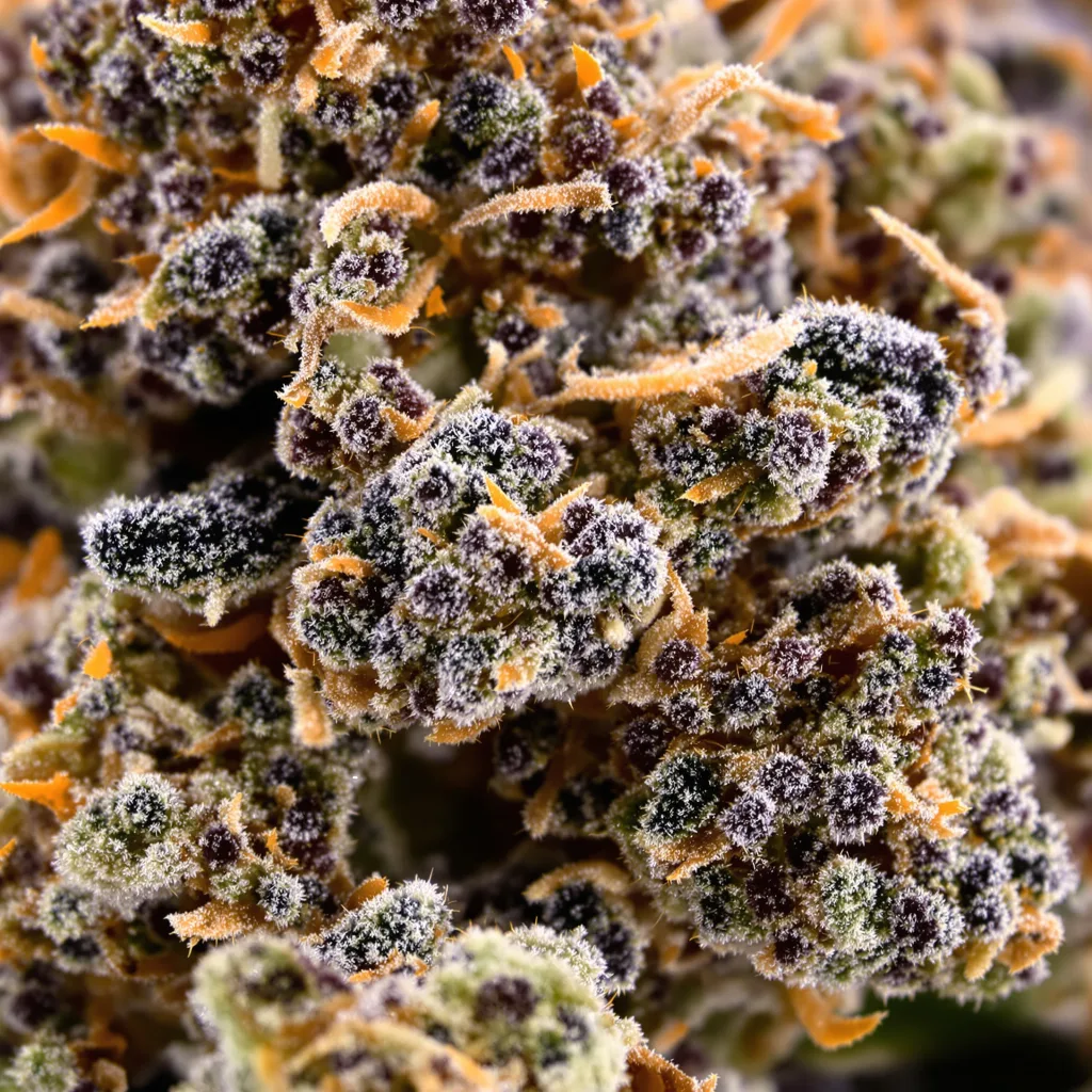 Mother of Berries cannabis bud close-up showing dense purple-tinged calyxes