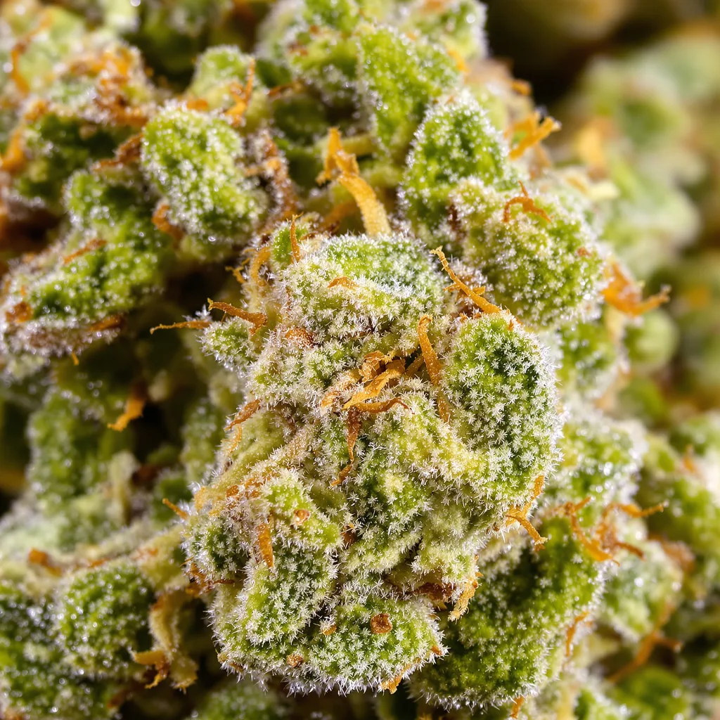 Neptune Kush cannabis bud close-up showing lime-green airy structure