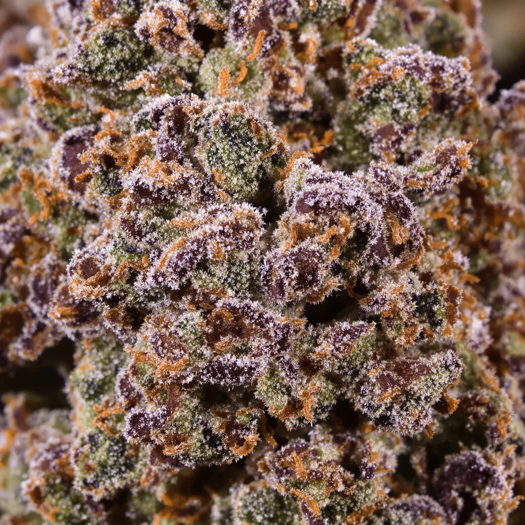 Nicole Kush cannabis bud close-up showing dense purple-tinged calyxes