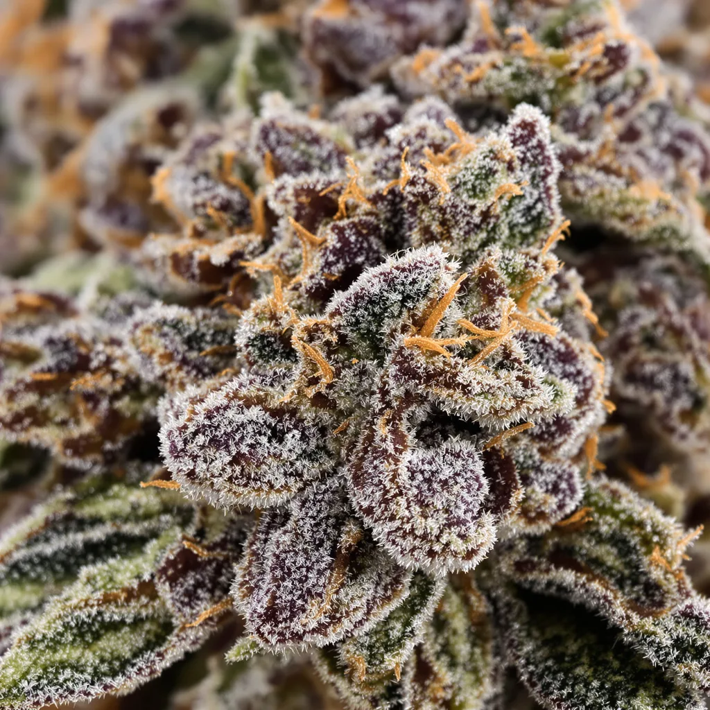 Northern Wreck cannabis bud close-up showing dense purple-tinged calyxes