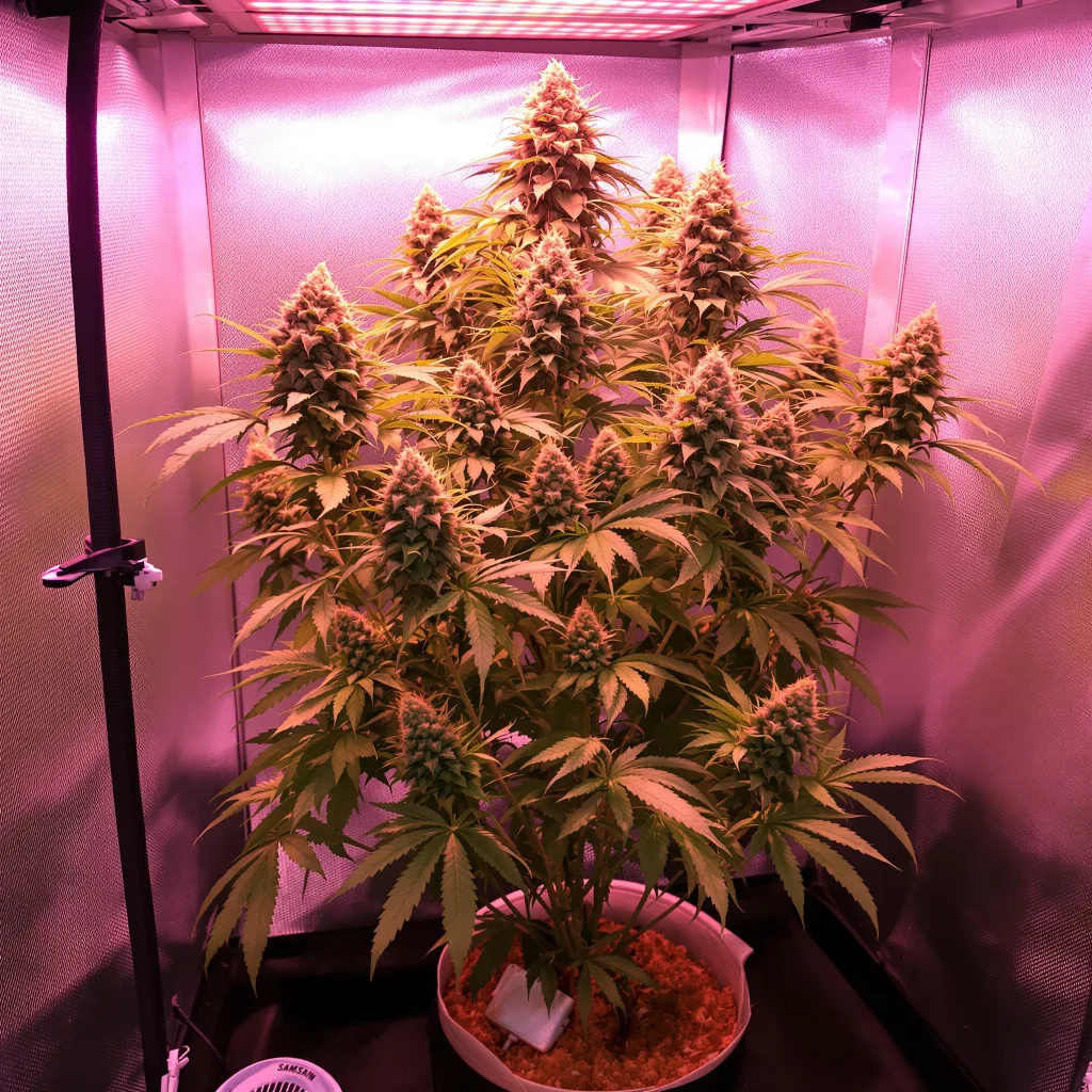 Nuclear Cookies cannabis plant in flowering stage — 120-180 cm feminised