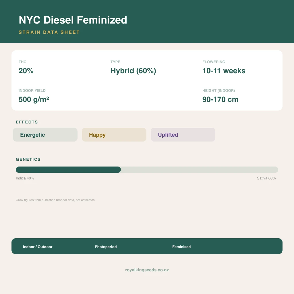 NYC Diesel 40% indica / 60% sativa flower with visible trichomes