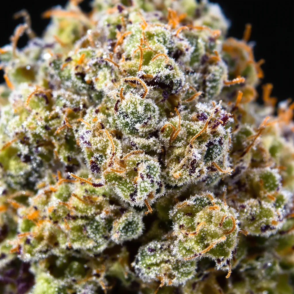 NYC Diesel cannabis bud close-up showing open-bud structure with orange pistils