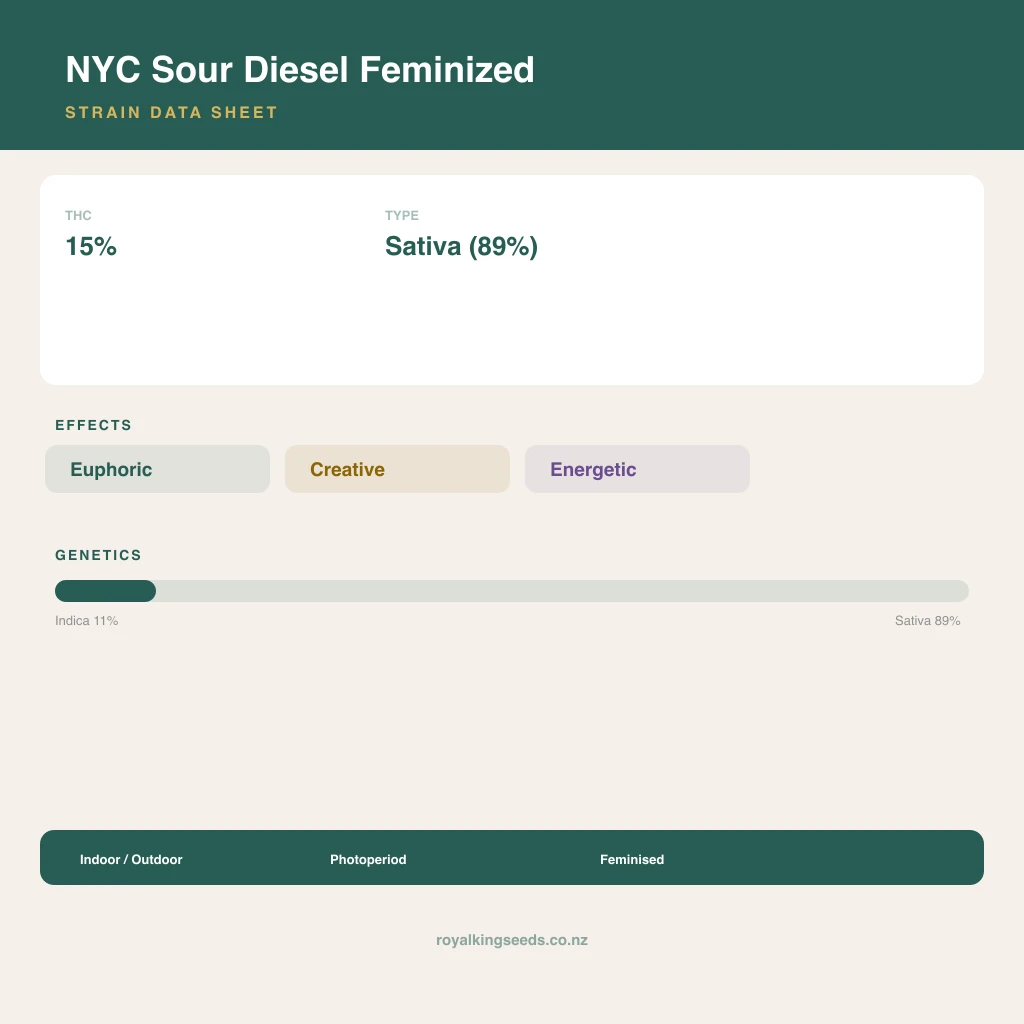 NYC Sour Diesel 11% indica / 89% sativa flower with visible trichomes