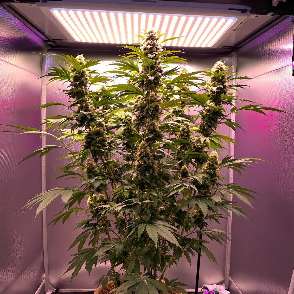 OG Chem cannabis plant in flowering stage — 150-200 cm feminised