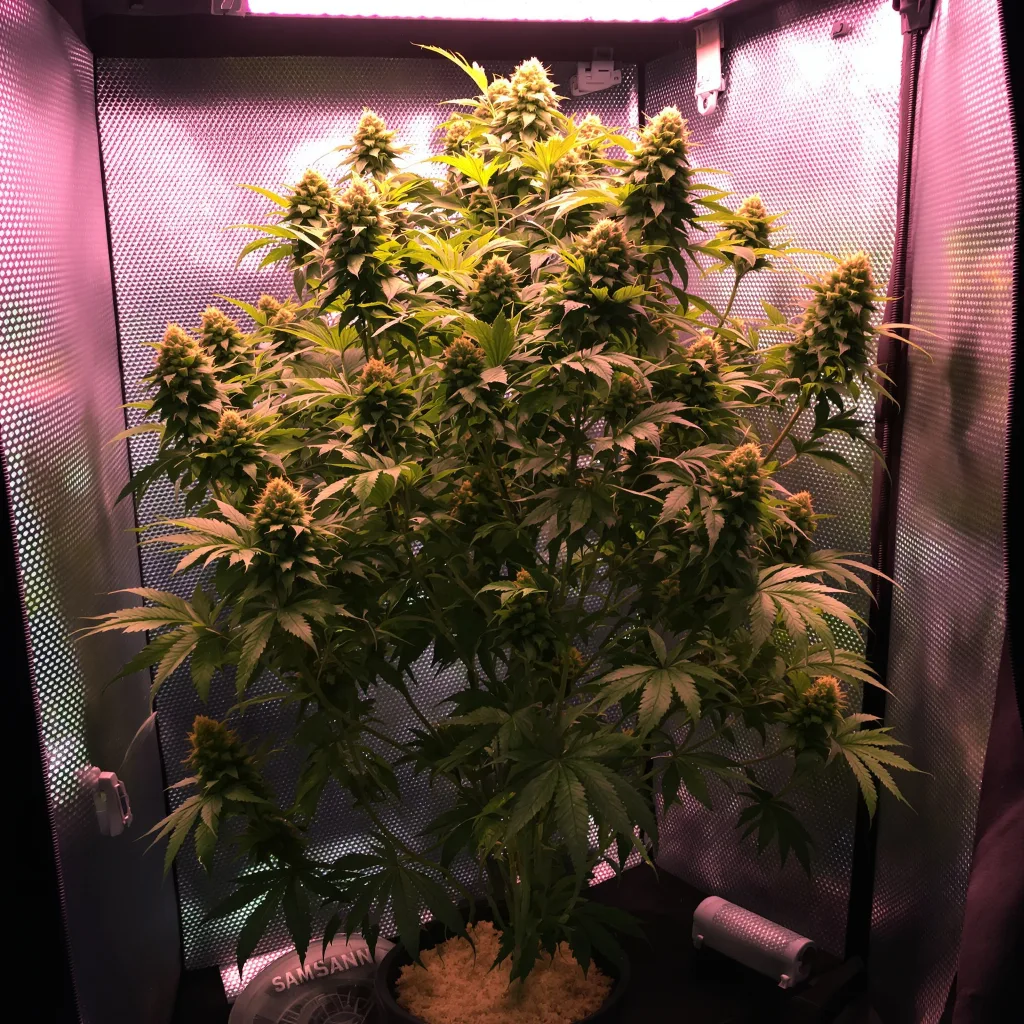OG Diesel Kush cannabis plant in flowering stage — 120-180 cm feminised