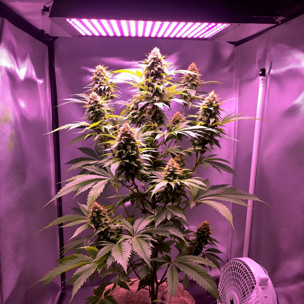 OG Kush cannabis plant in flowering stage — 60-100 cm autoflower