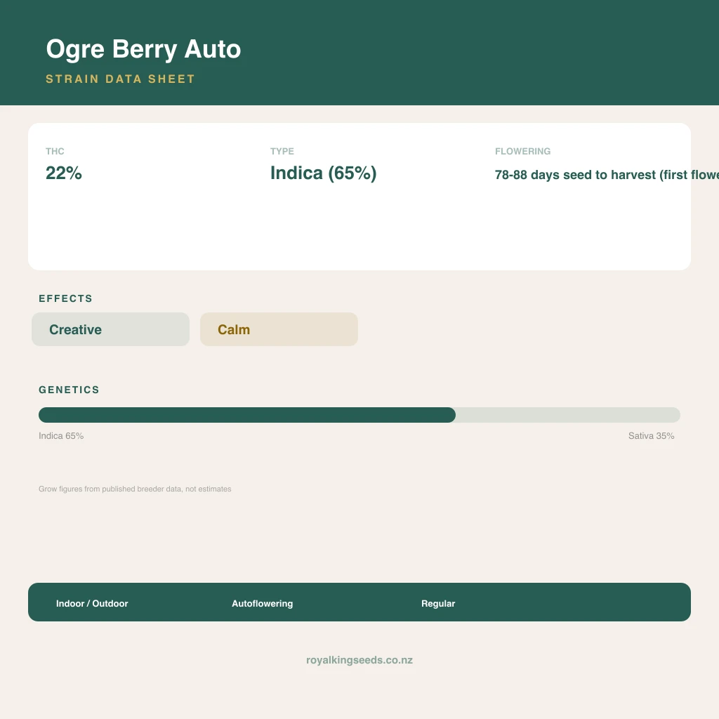 Ogre Berry 65% indica / 35% sativa flower with visible trichomes