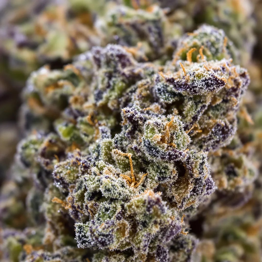 Opal OG Kush cannabis bud close-up showing dense purple-tinged calyxes