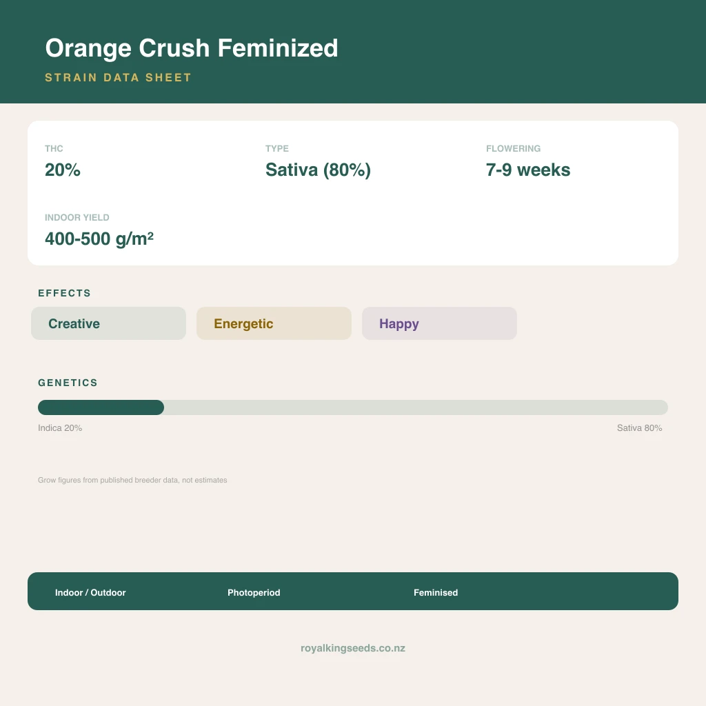 Orange Crush 20% indica / 80% sativa flower with visible trichomes