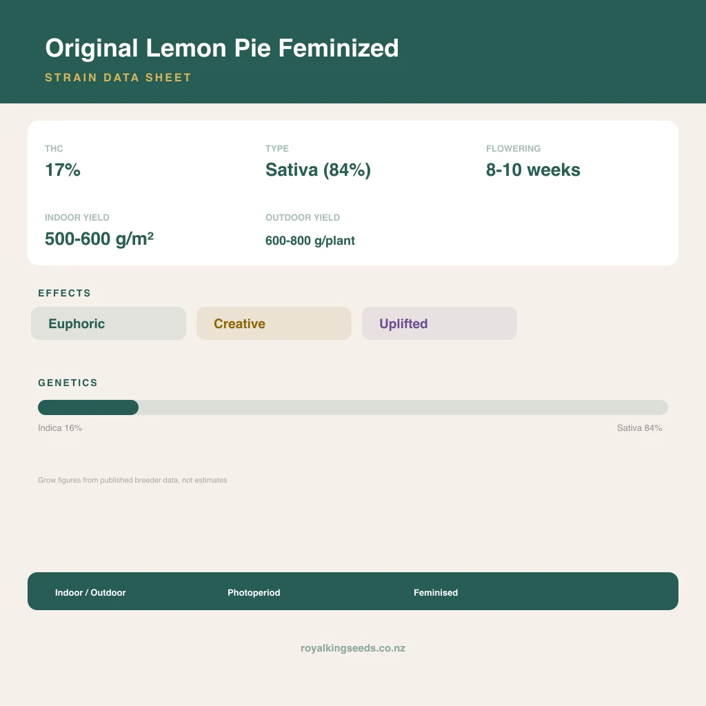 Original Lemon Pie 16% indica / 84% sativa flower with visible trichomes