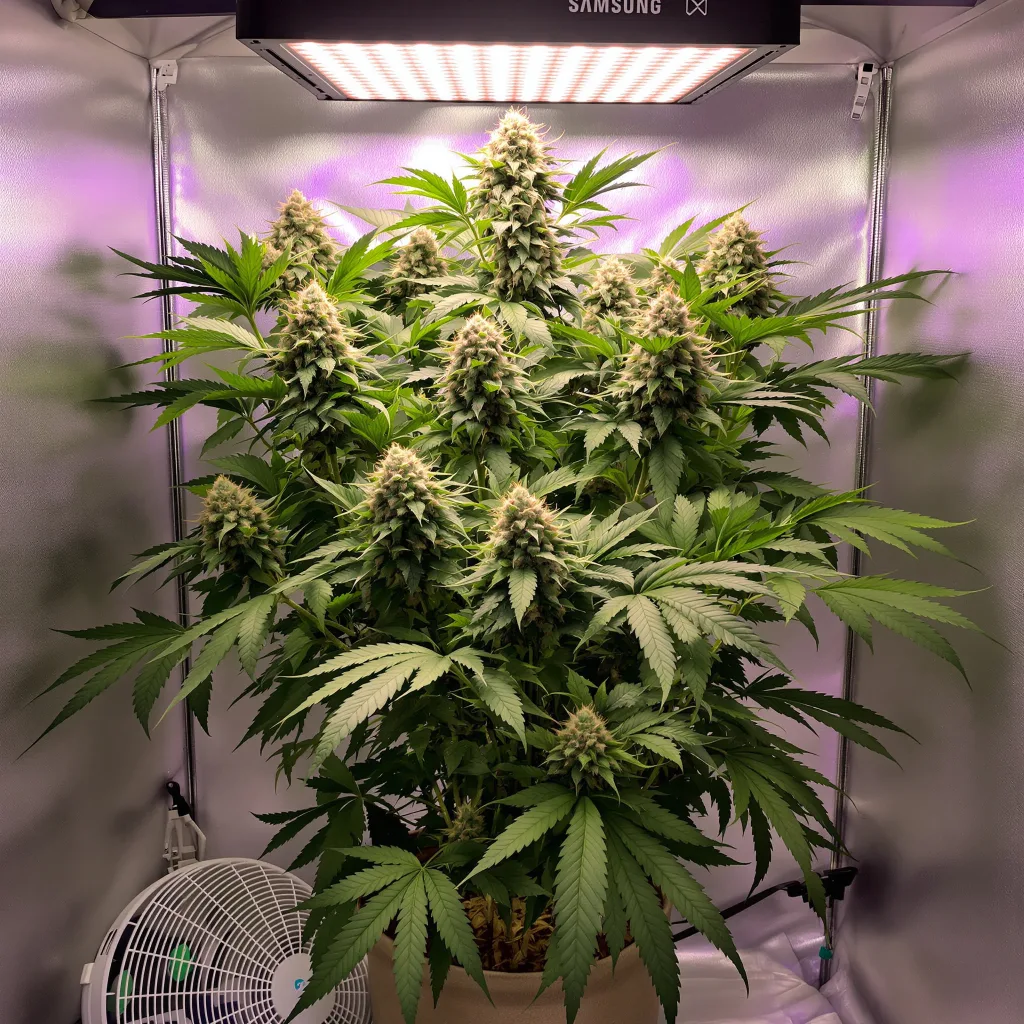 Ortega cannabis plant in flowering stage — 60-100 cm autoflower