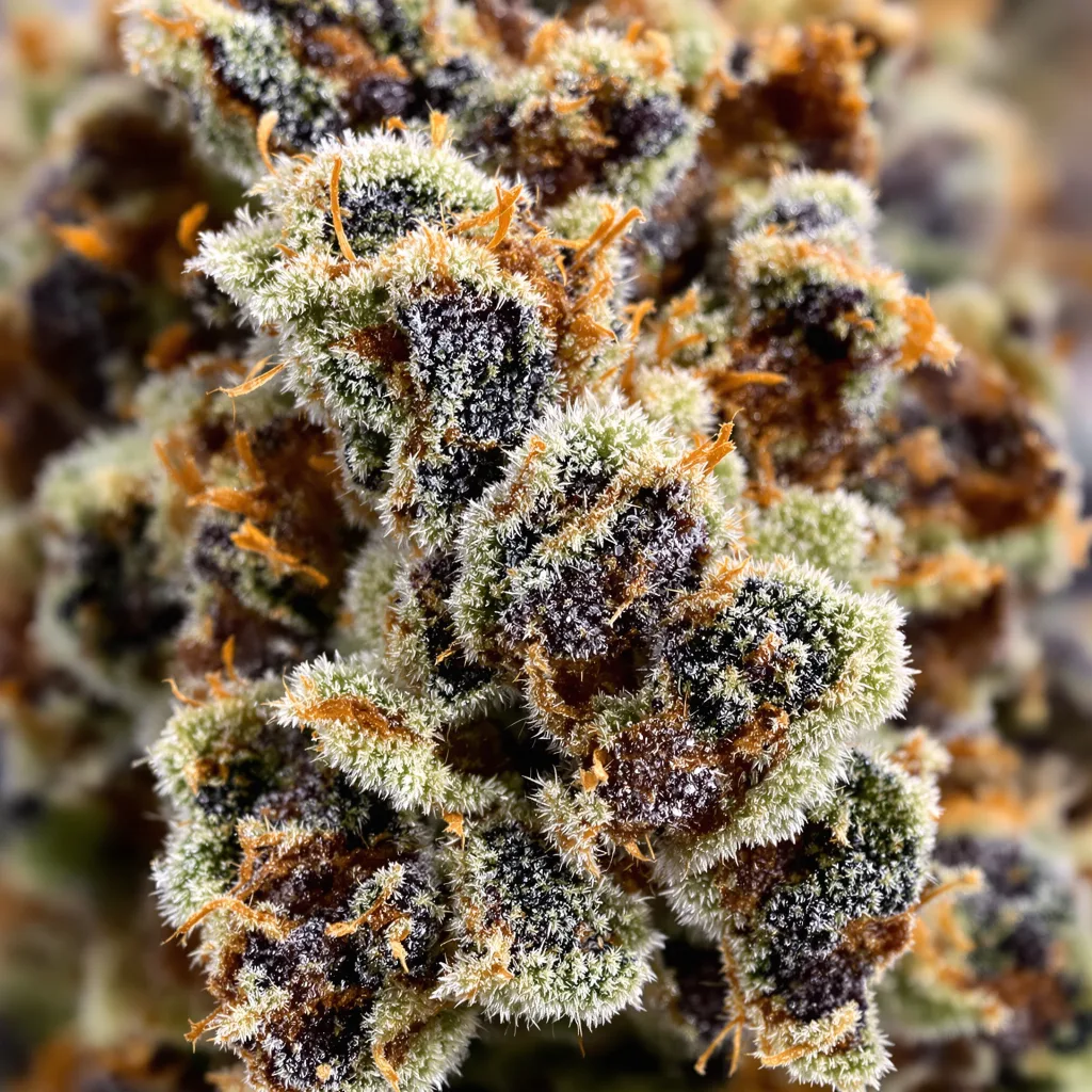 Ortega cannabis bud close-up showing dense purple-tinged calyxes