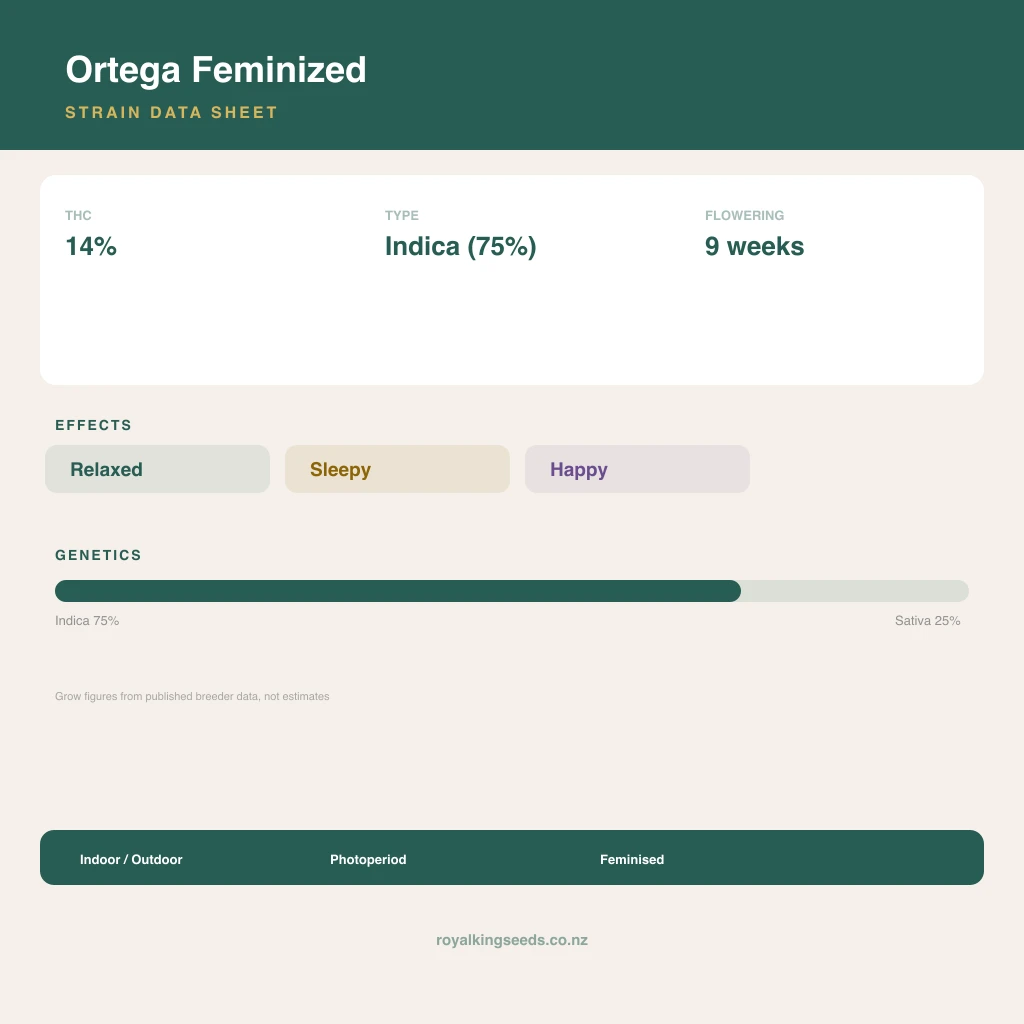 Ortega 75% indica / 25% sativa flower with visible trichomes