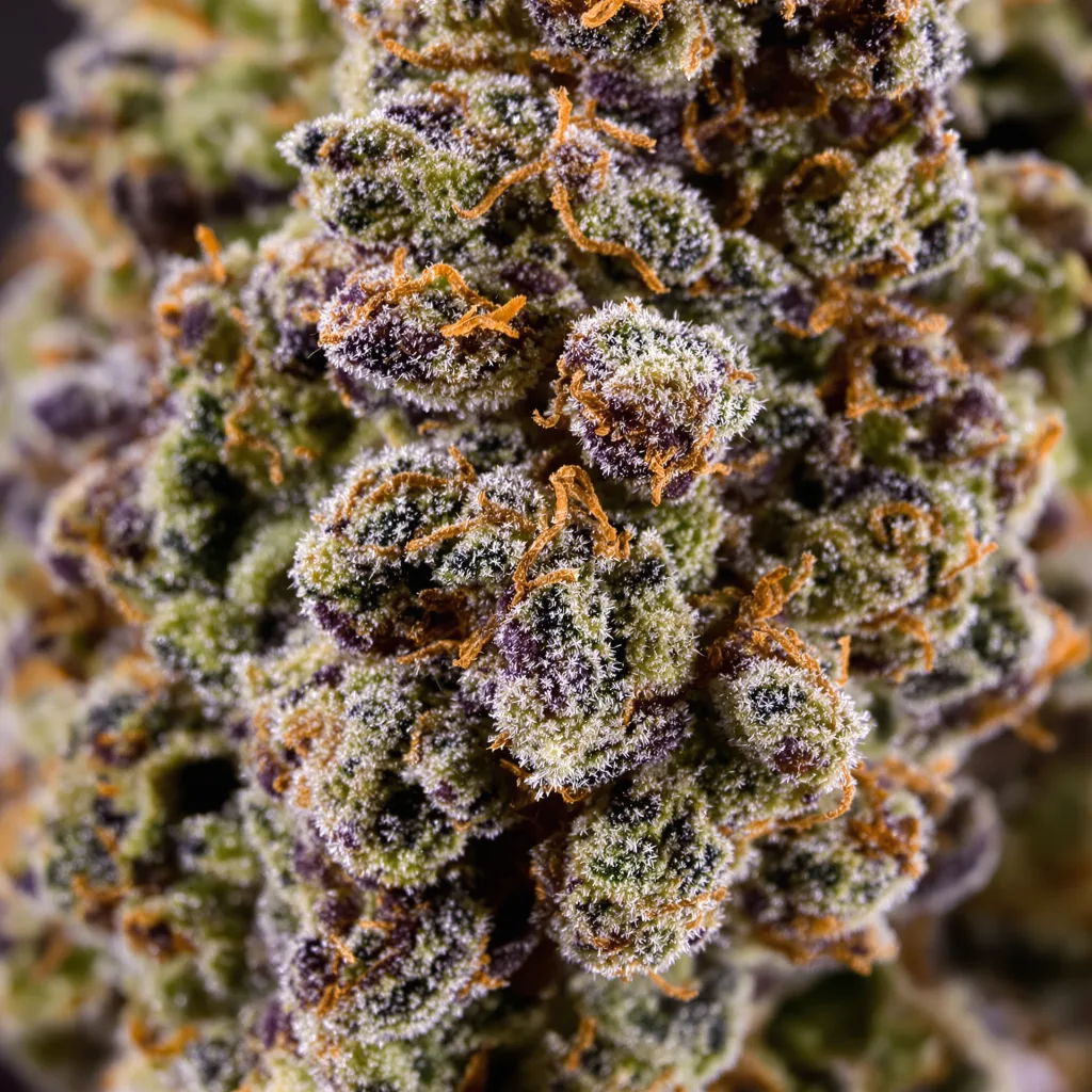 Pakistan Valley Kush cannabis bud close-up showing dense purple-tinged calyxes