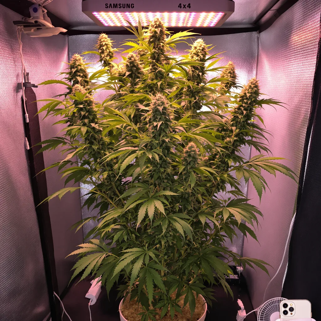 Panama cannabis plant in flowering stage — 150-200 cm feminised