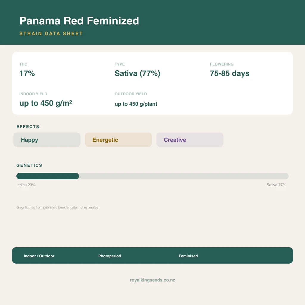 Panama Red 23% indica / 77% sativa flower with visible trichomes