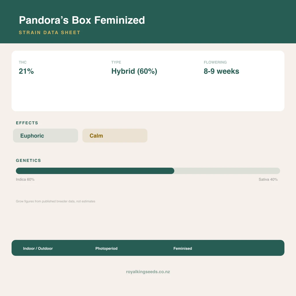 Pandora’s Box 60% indica / 40% sativa flower with visible trichomes