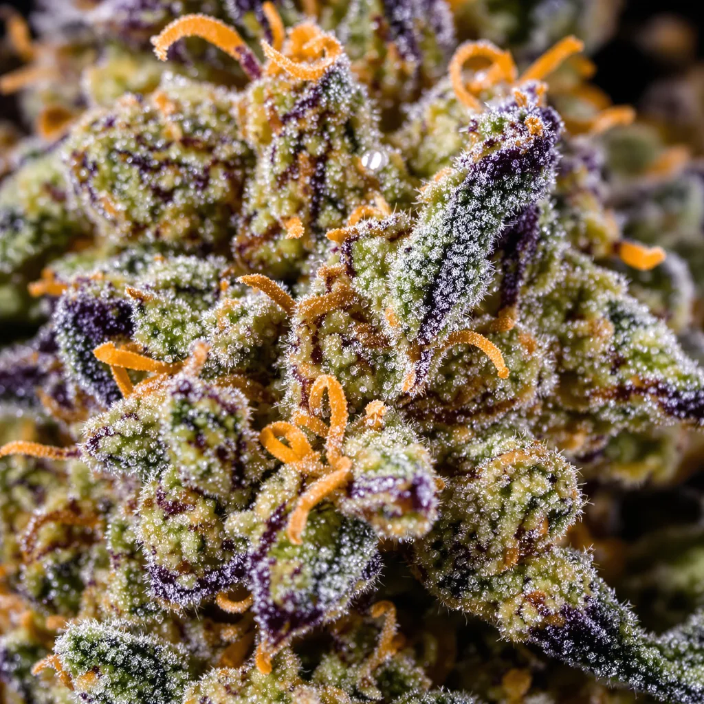 Pandora’s Box cannabis bud close-up showing dense forest-green nugs