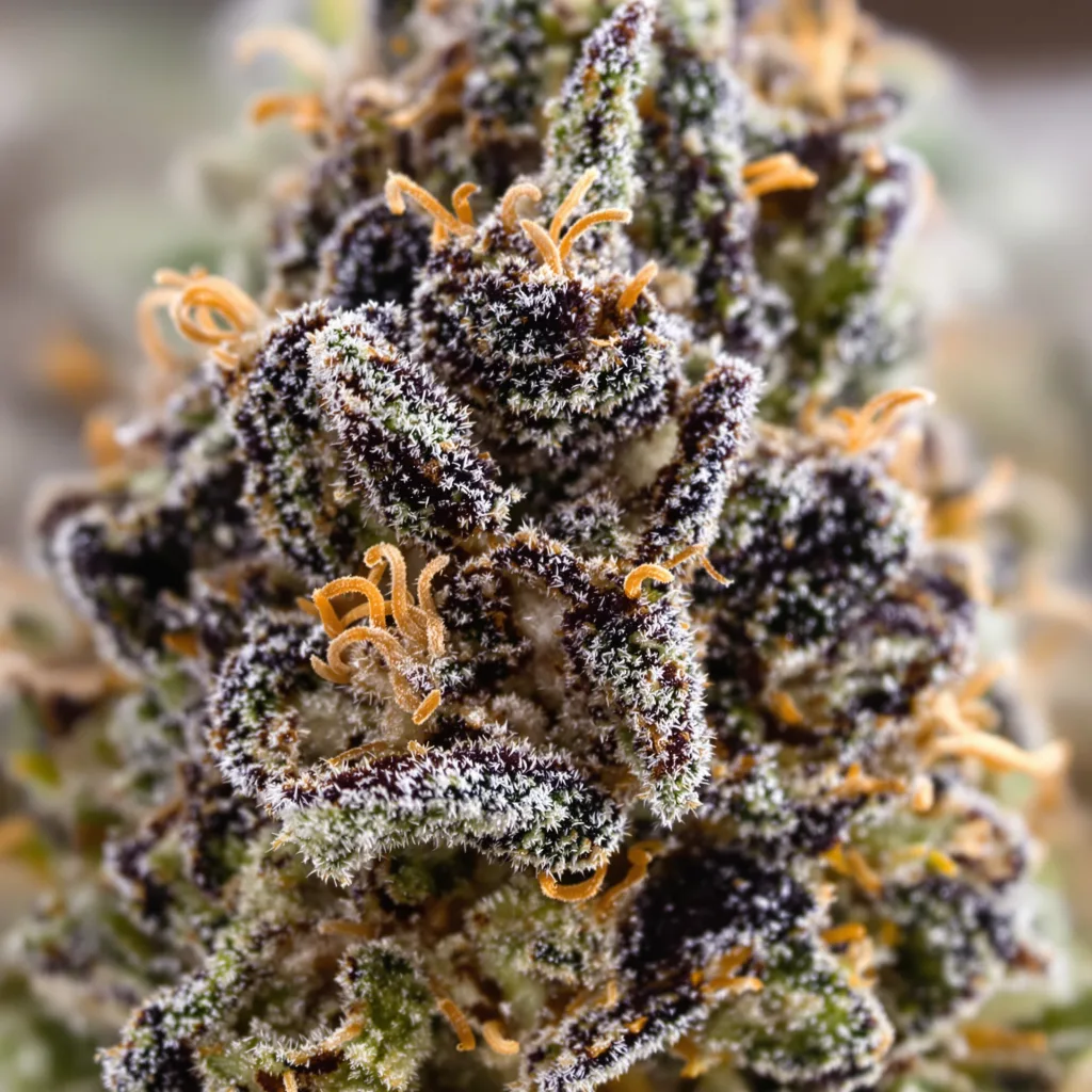 Paris XXX cannabis bud close-up showing dense purple-tinged calyxes