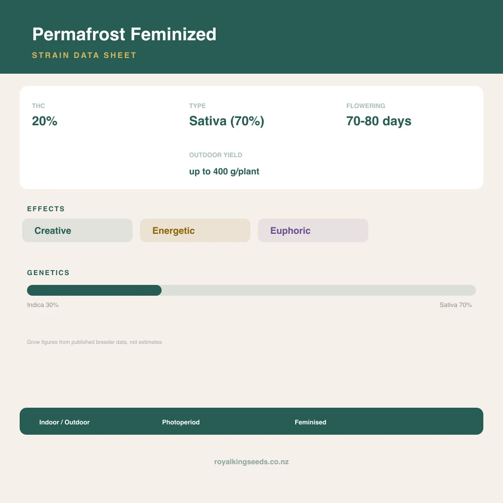 Permafrost 30% indica / 70% sativa flower with visible trichomes