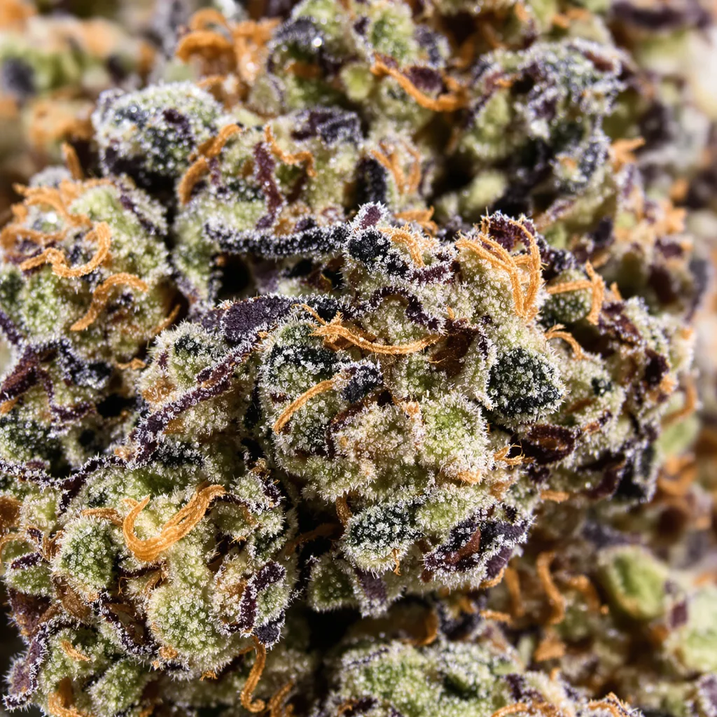 Peyote Cookies cannabis bud close-up showing dense purple-tinged calyxes