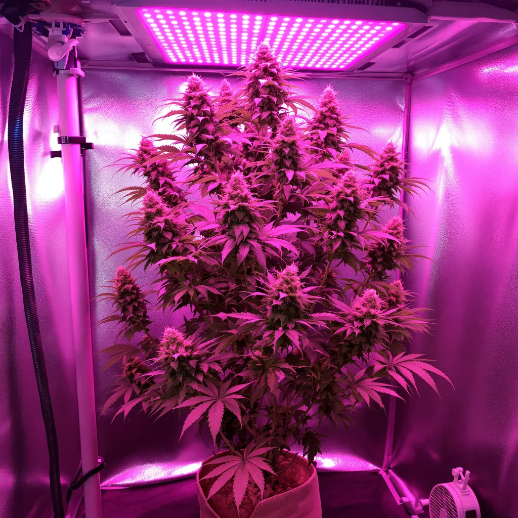 Phantom Cookies cannabis plant in flowering stage — 120-180 cm feminised