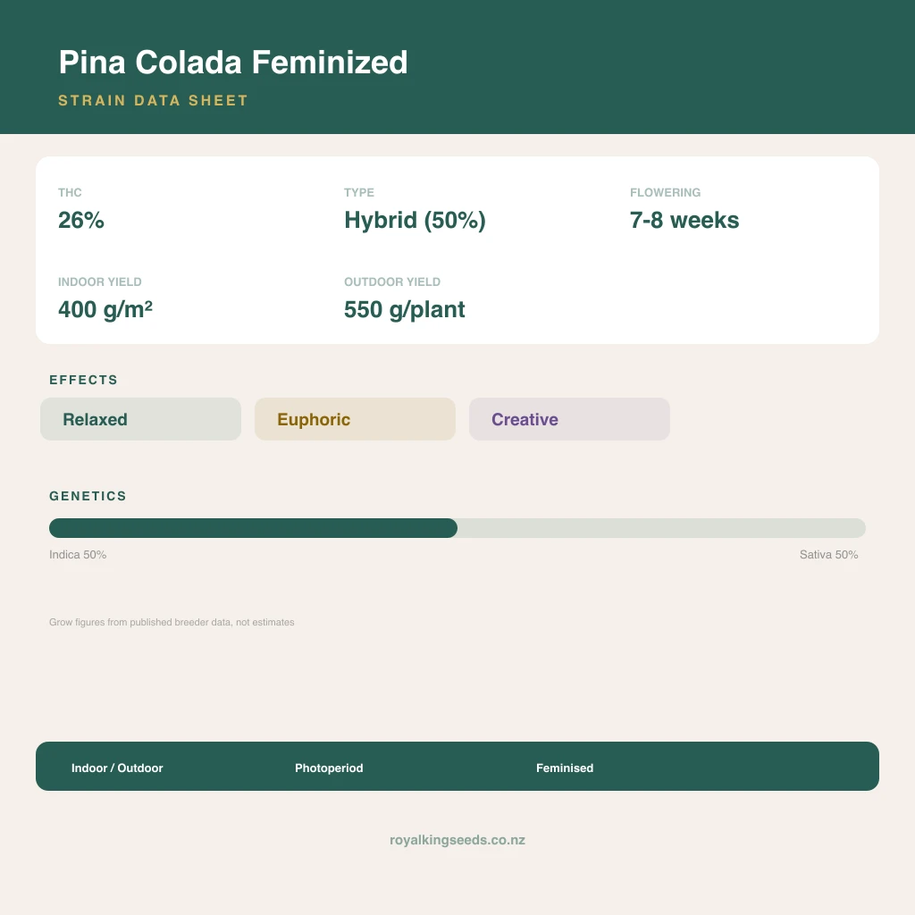 Pina Colada 50% indica / 50% sativa flower with visible trichomes