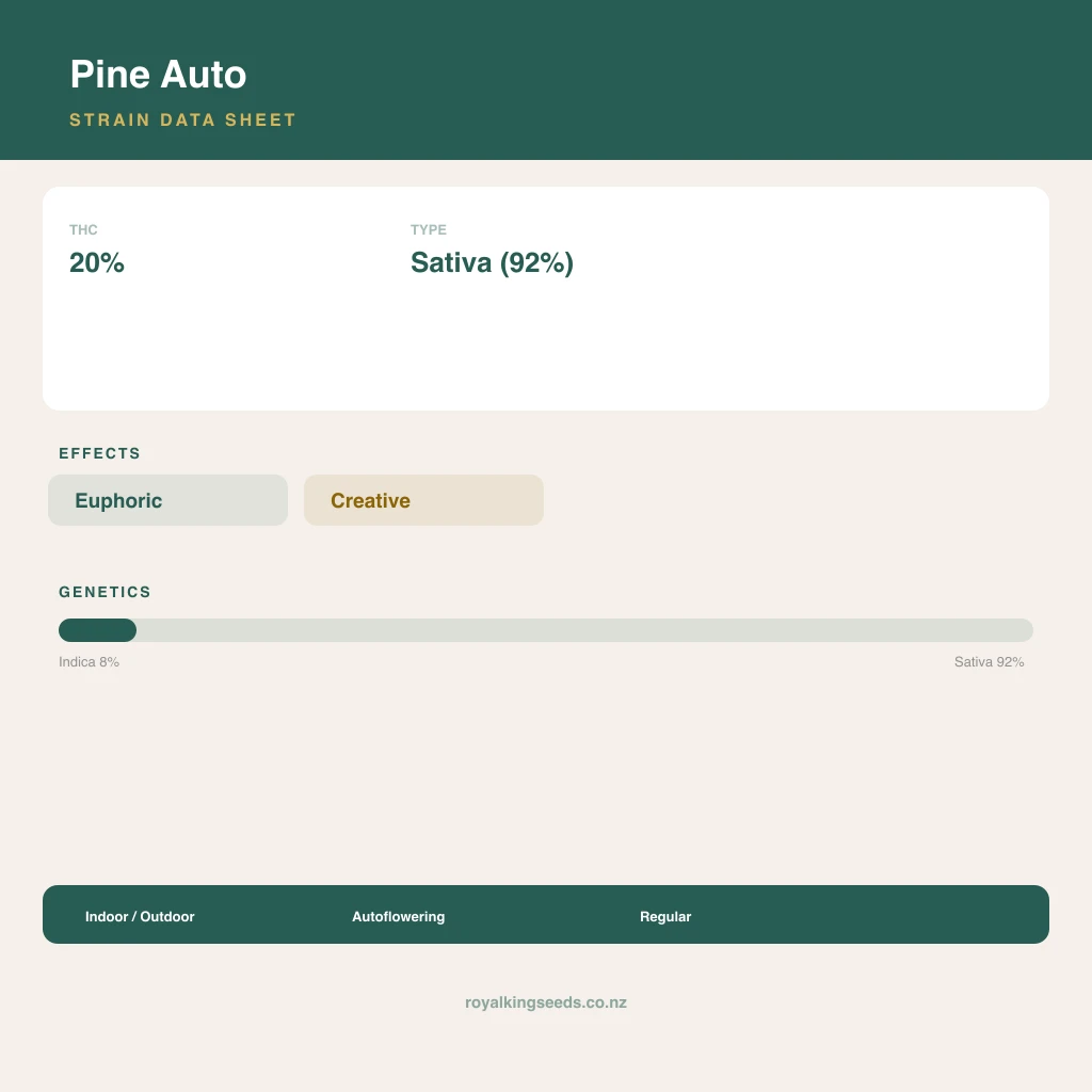 Pine 8% indica / 92% sativa flower with visible trichomes